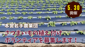 本宮市さつまいも