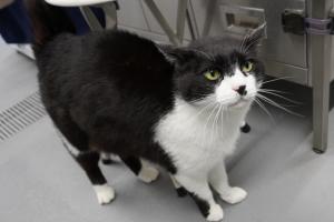 cat1