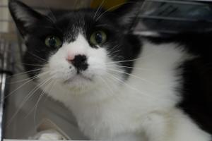 cat2
