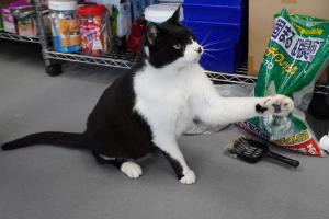 cat3