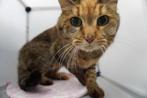 cat3_14_1