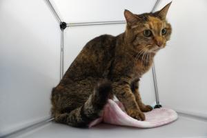 cat3-14_2