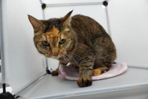 cat3-14_3