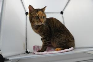 cat3-14_4