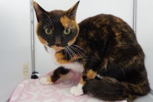 cat3-15_1