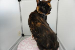 cat3-15_2
