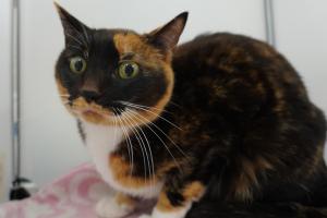 cat3-15_3