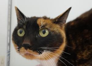 cat3-15_4