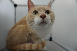 cat3-16_1