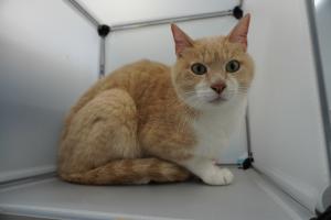 cat3-16_2