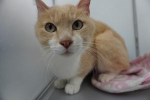 cat3-16_3