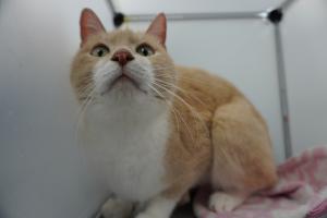 cat3-16_4