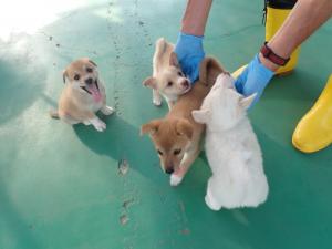 ポピー５