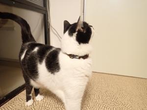パンダ３