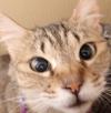 チャチャ顔