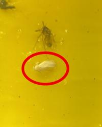 捕虫されたタバココナジラミ成虫