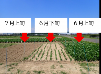 大豆播種後の播種時期による生育の違い