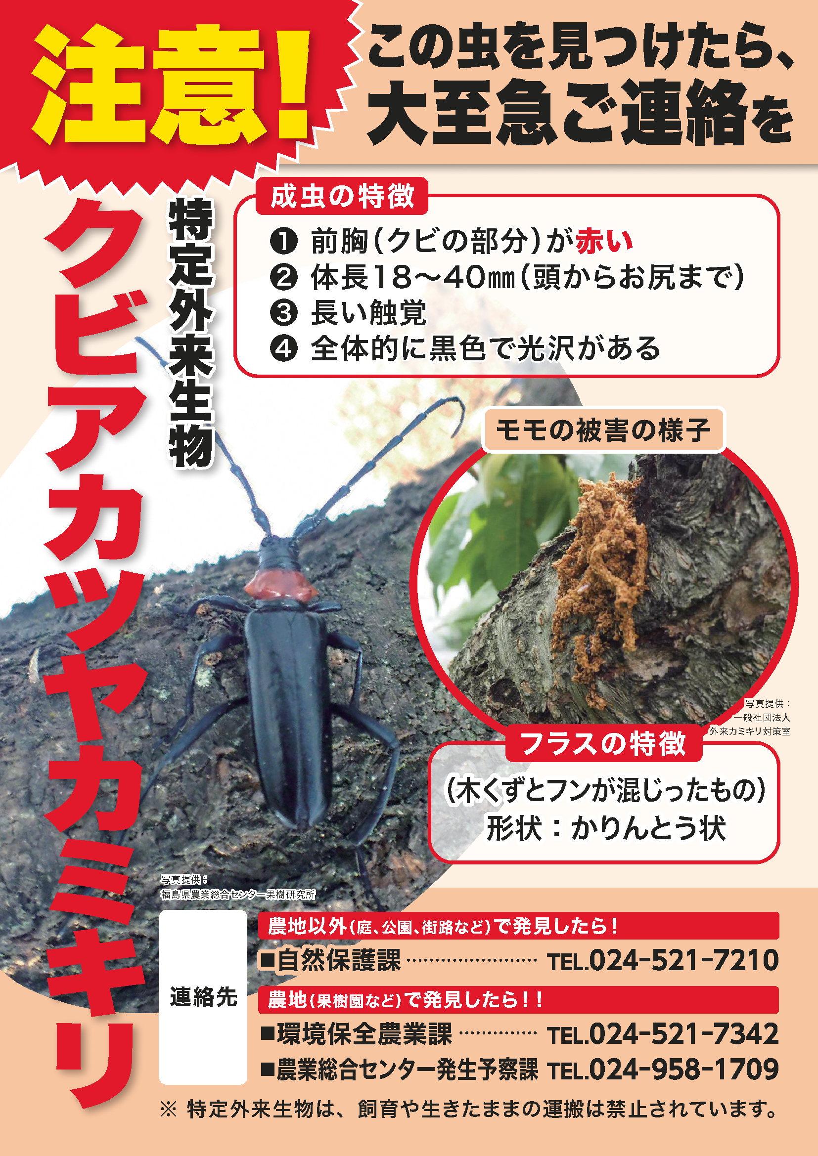 クビアカツヤカミキリ1