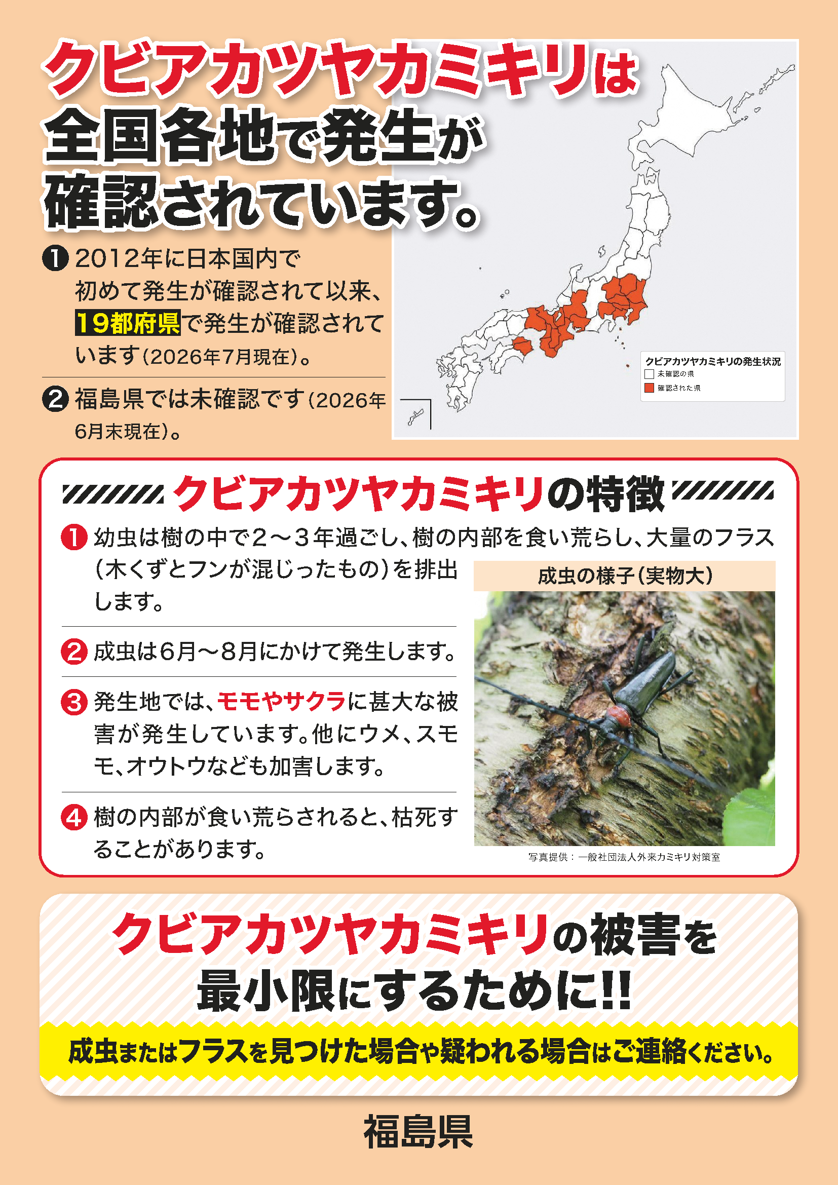 クビアカツヤカミキリ2