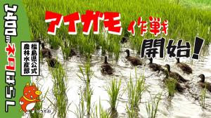沢山のあいがものが田んぼを泳いで耕している様子