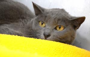 猫2