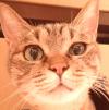 ローザ顔