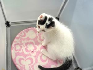 ねこ３