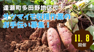 逢瀬町多田野地区サツマイモ収穫