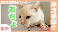 おちょ