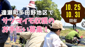 逢瀬町多田野地区サツマイモ収穫