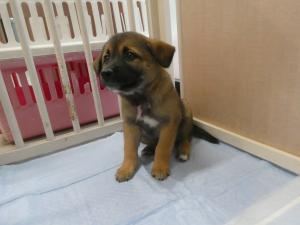 ストロベリー３