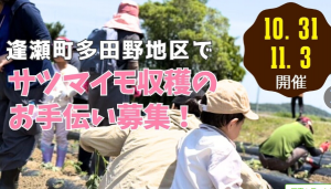 逢瀬町多田野地区サツマイモ収穫