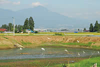 沼田バス停より 冬には白鳥が飛来する