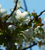 虎の尾桜