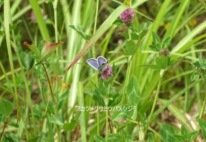 ツバメシジミとアカツメクサの写真