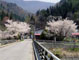 山口の桜