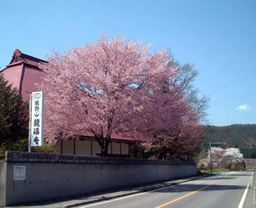 龍福寺の桜