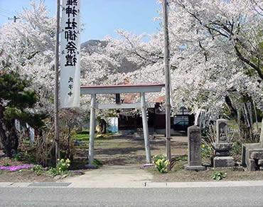 金比羅神社の桜