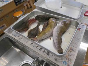 解剖前の魚