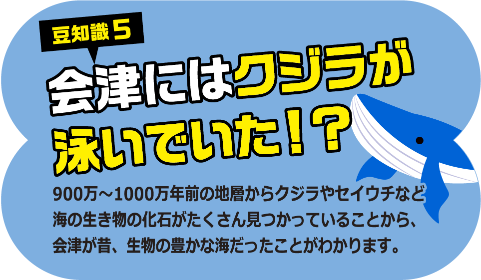 豆知識5 会津にはクジラが泳いでいた！？