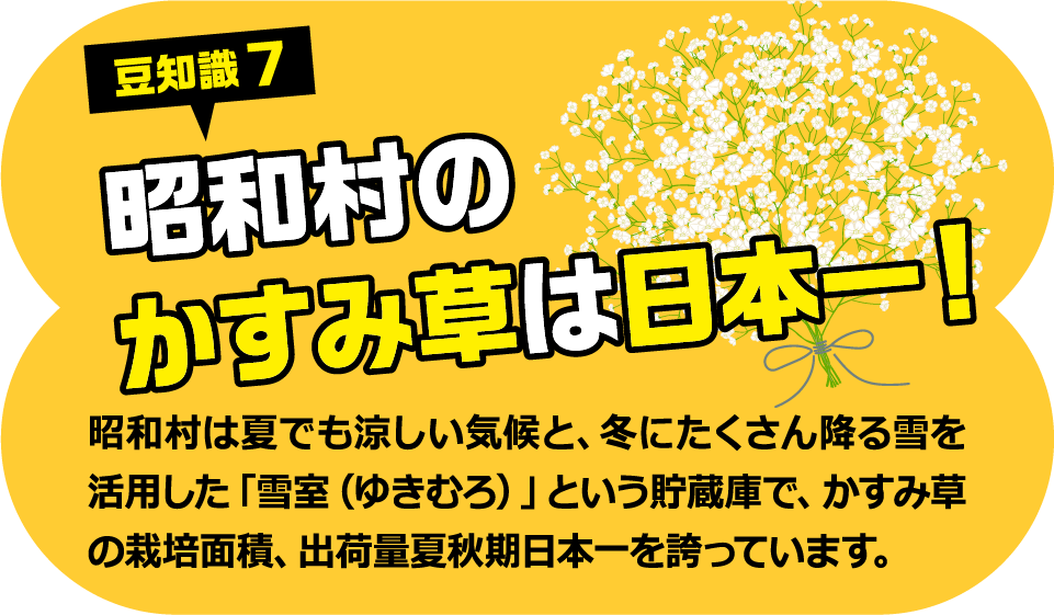 豆知識7 昭和村のかすみ草は日本一！