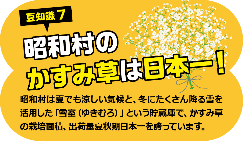 豆知識7 昭和村のかすみ草は日本一！