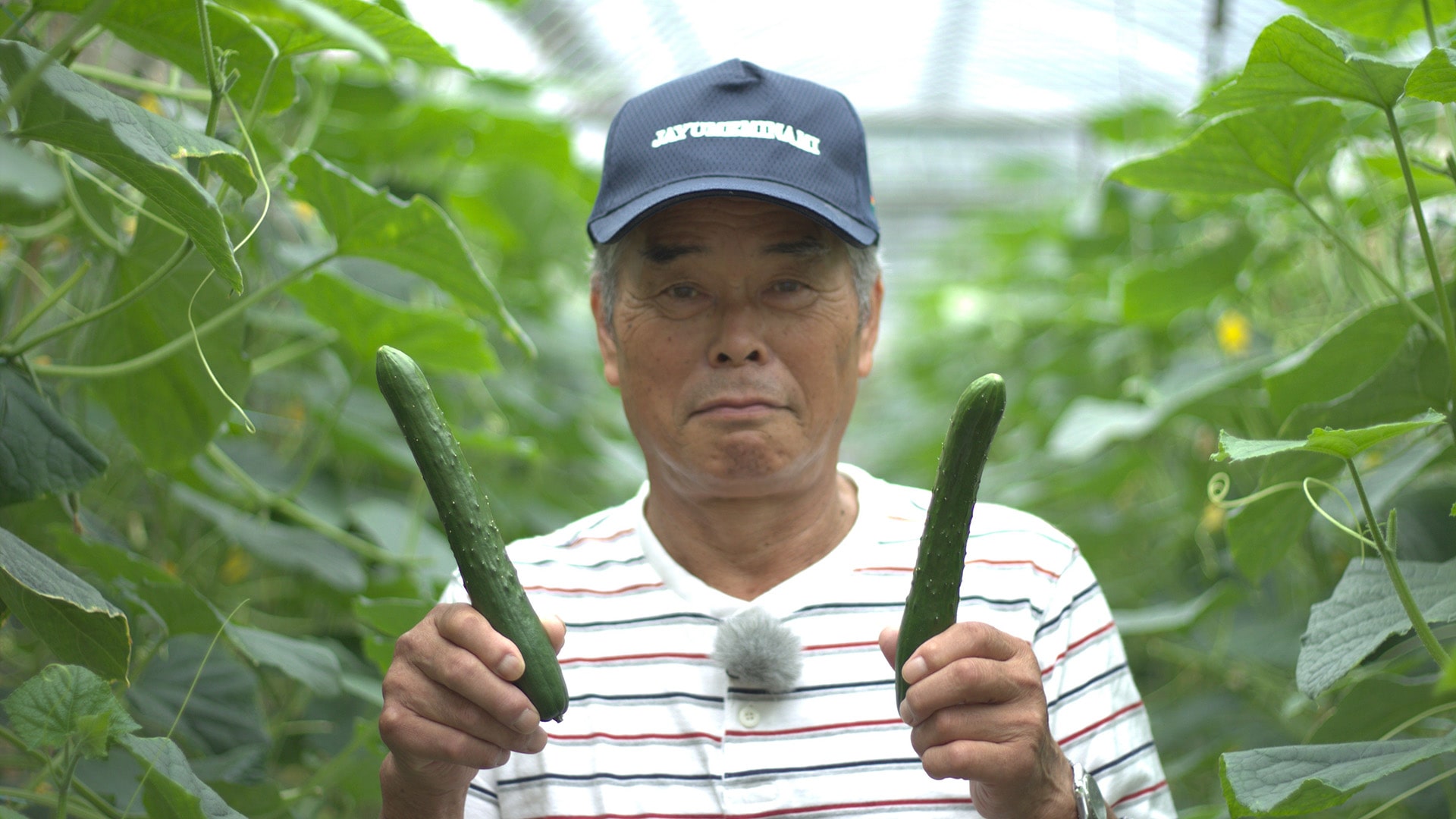 夏秋きゅうりの栽培と特徴