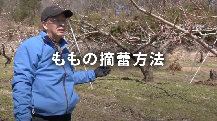 ももの摘蕾方法