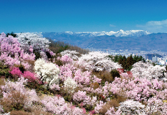 花見山