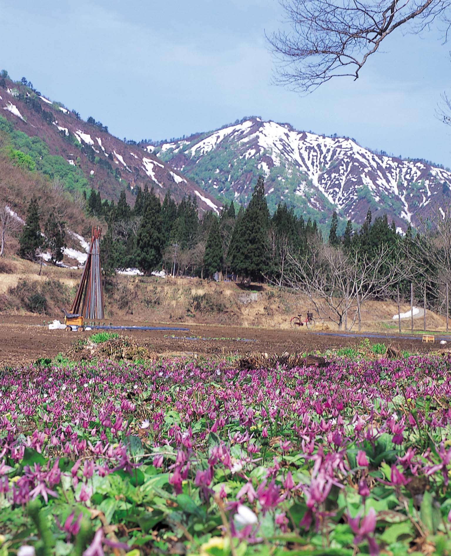 蒲生カタクリ公園