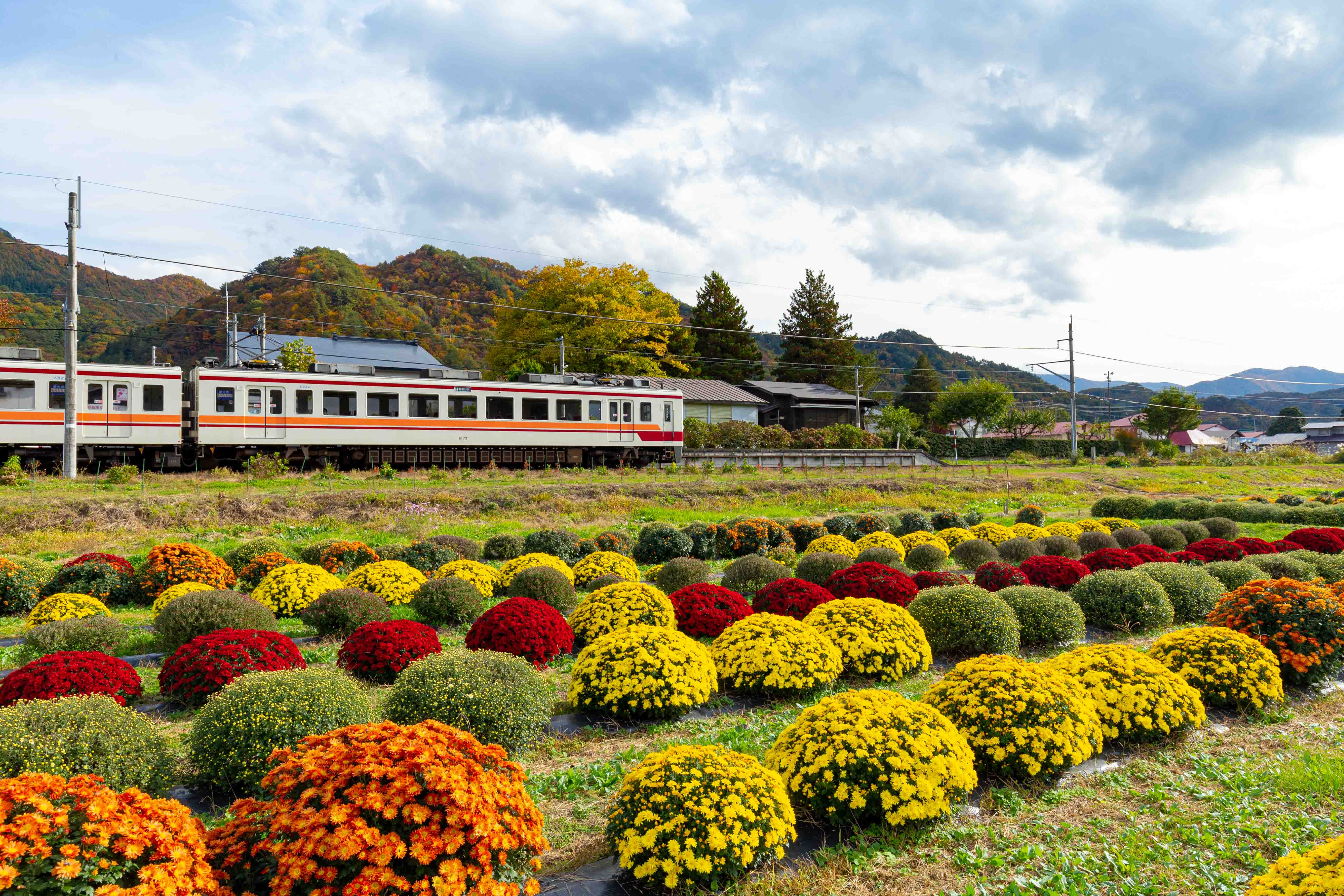 中荒井のざる菊畑