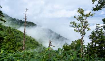 雨が上がりの針葉樹林帯3