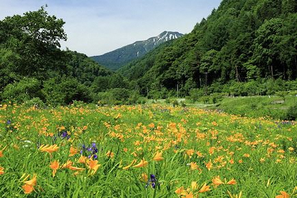 ミニ尾瀬公園